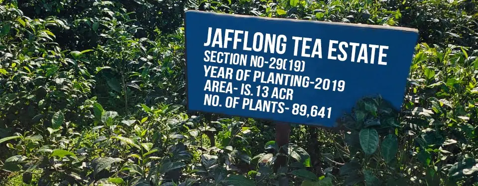 Jafflong Tea Company Ltd.