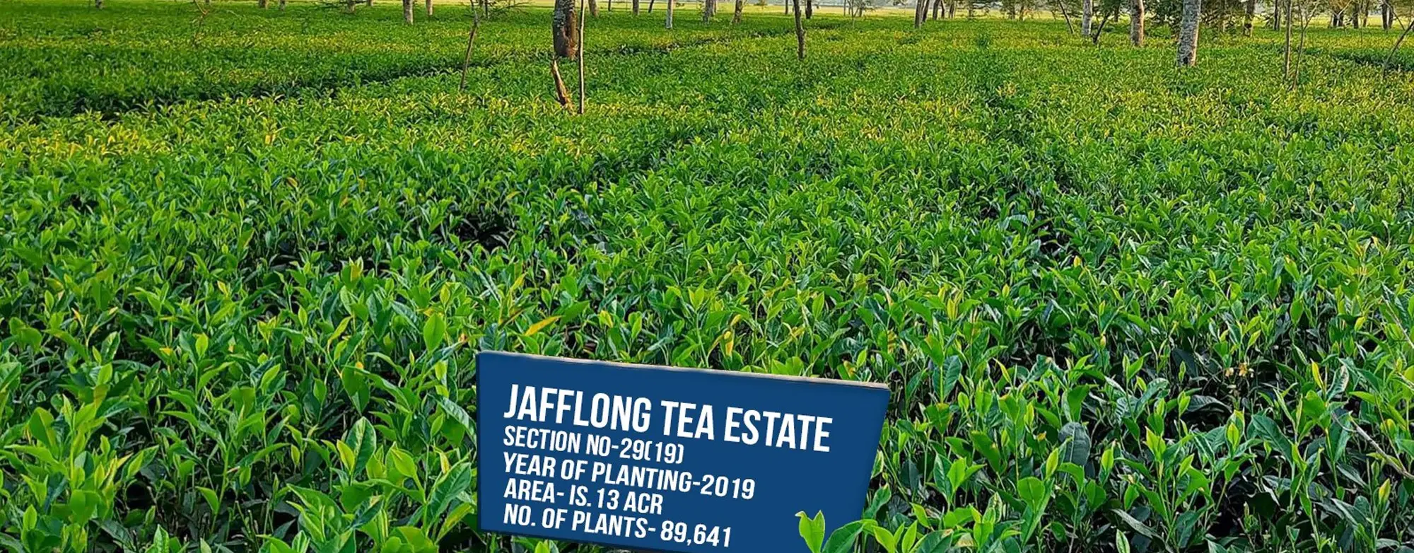Jafflong Tea Company Ltd.