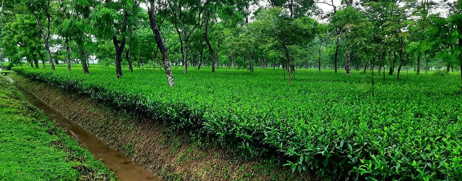 Jafflong Tea Company Ltd.