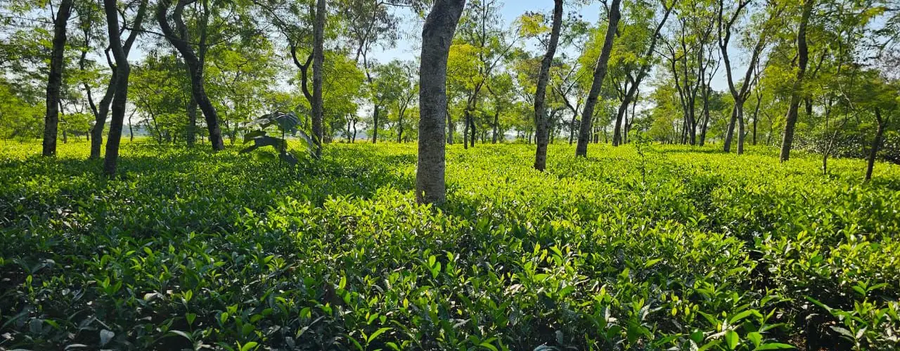 Jafflong Tea Company Ltd.