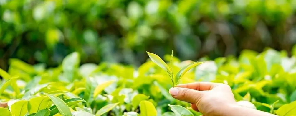 Jafflong Tea Company Ltd.